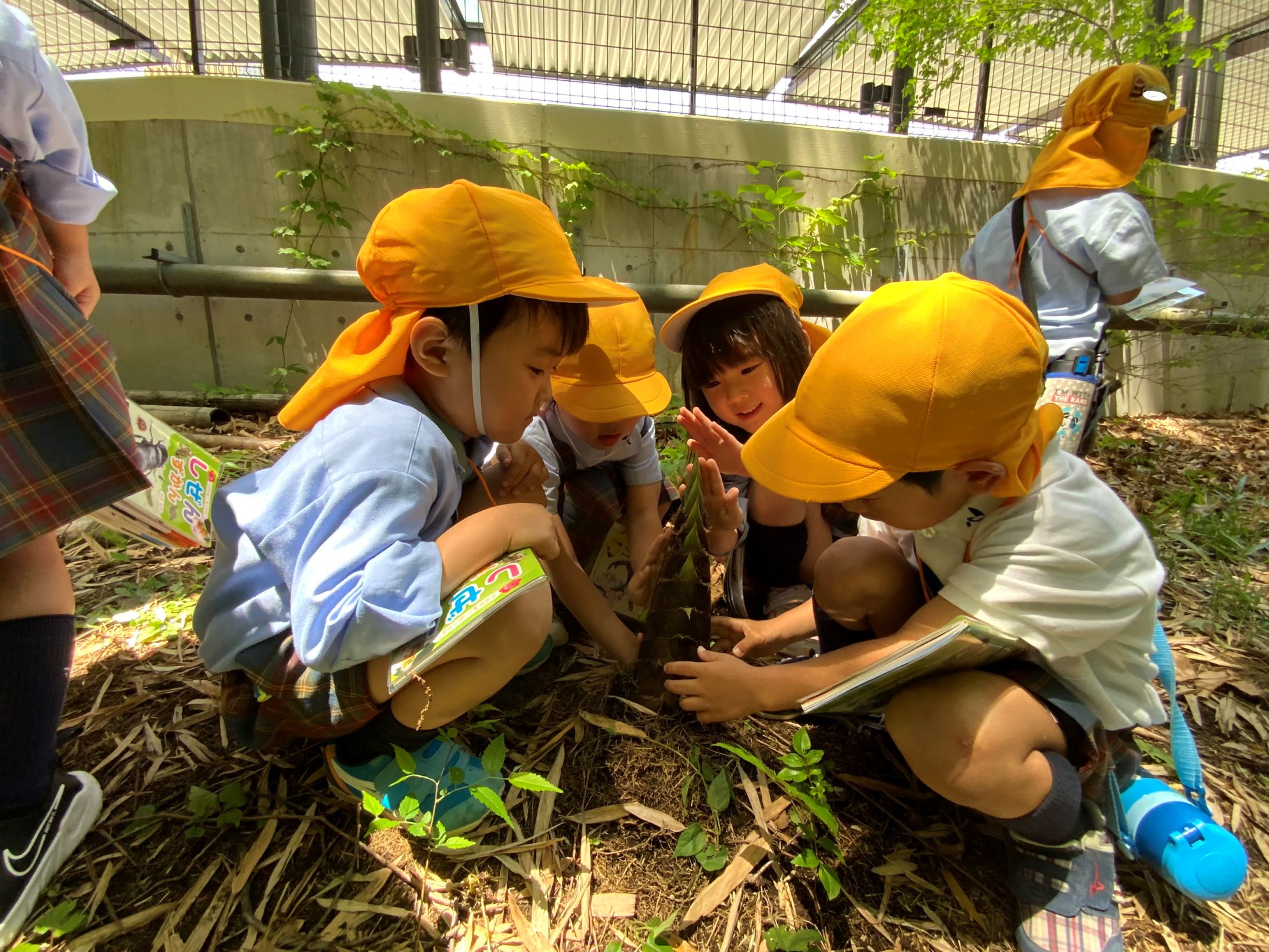 たけのこ観察（年長組1学期の振り返り）